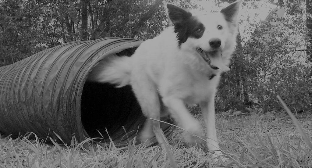 Training our Cuileann Border Collie